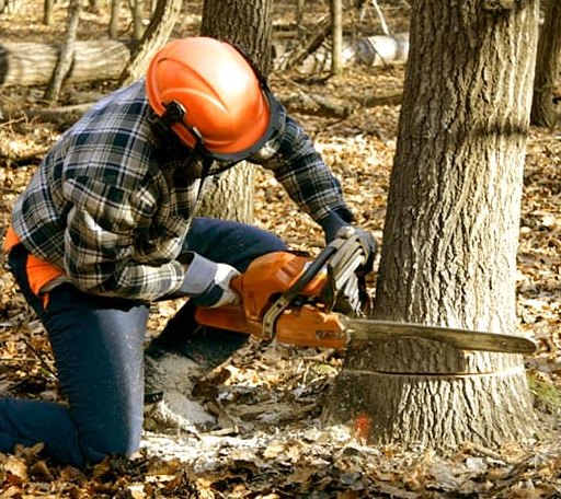 Tree Removal in Fall River, WI